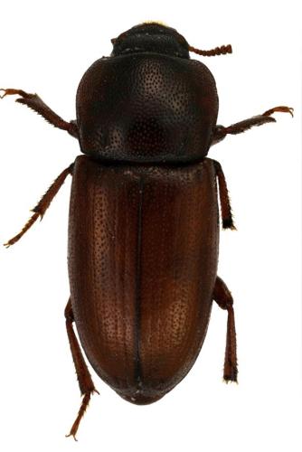 Réf. 296 742 : Phtora crenata